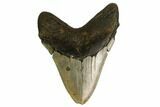 Fossil Megalodon Tooth - North Carolina #167036-2